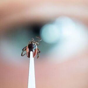 Tickborne BBB Direct Detect 1 day – dPCR (blood) | Lyme & Co-Infections