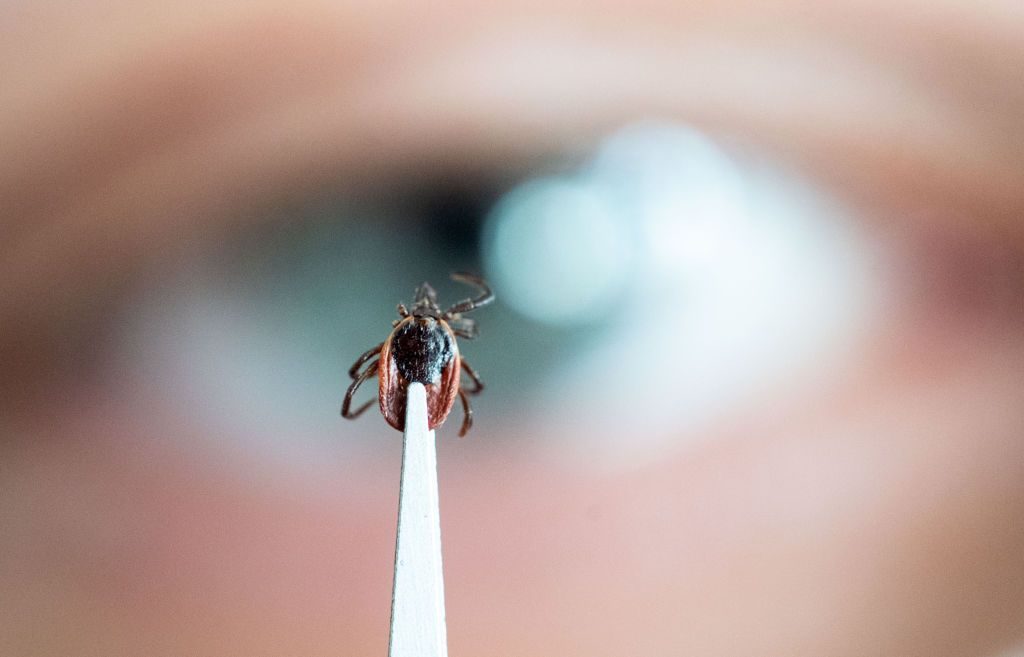 Tickborne BBB Direct Detect 1 day – dPCR (blood) | Lyme & Co-Infections