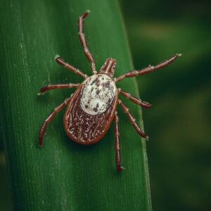 Tickborne BBB Direct Detect 3 day – dPCR | Lyme & Co-Infections