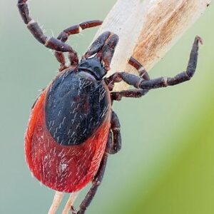 Bartonella IgG Detect – IFA (serum) | Lyme & Co-Infections.