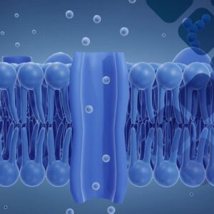 Zonulin Test